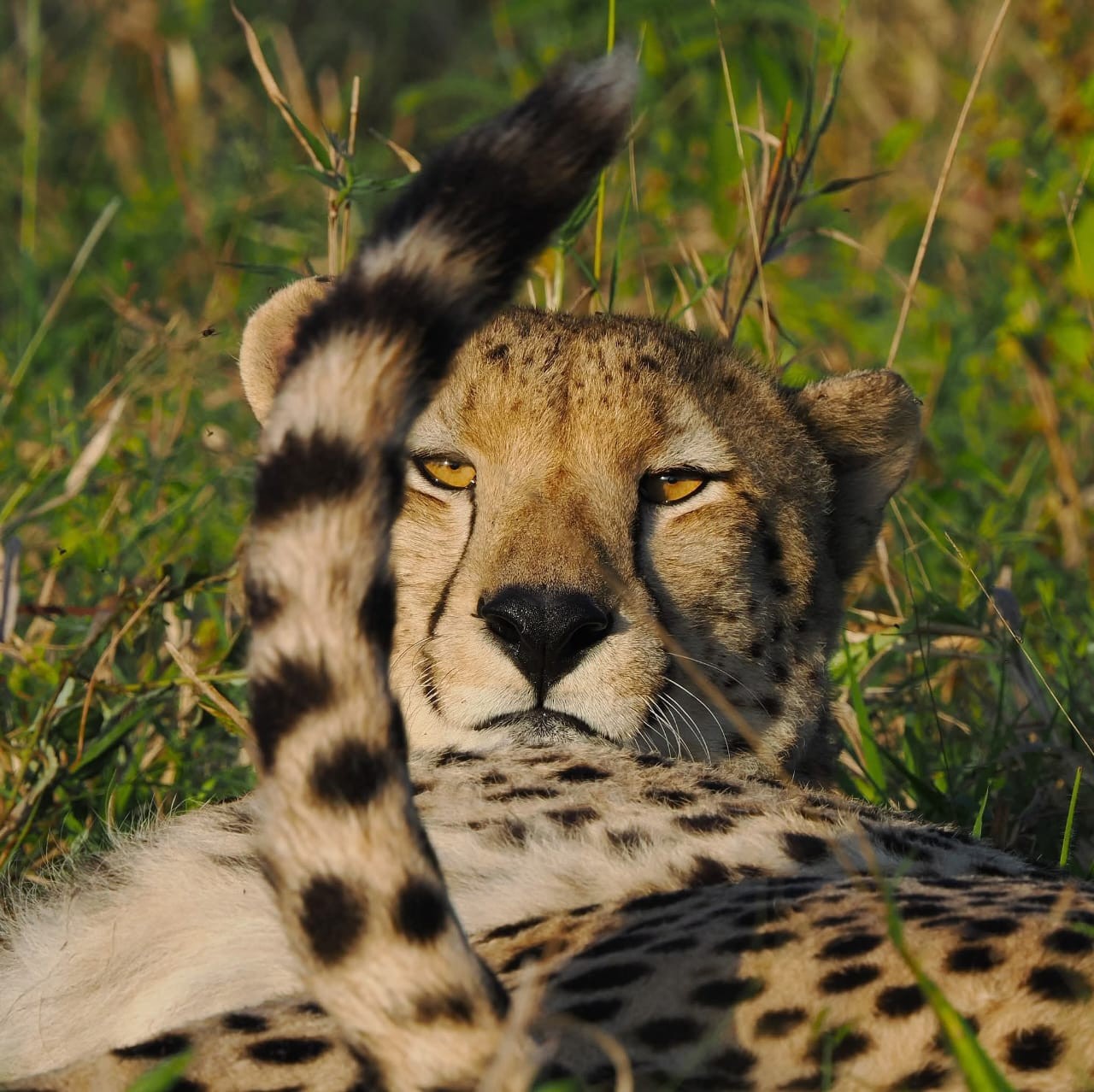 Serengeti National Park Tanzania